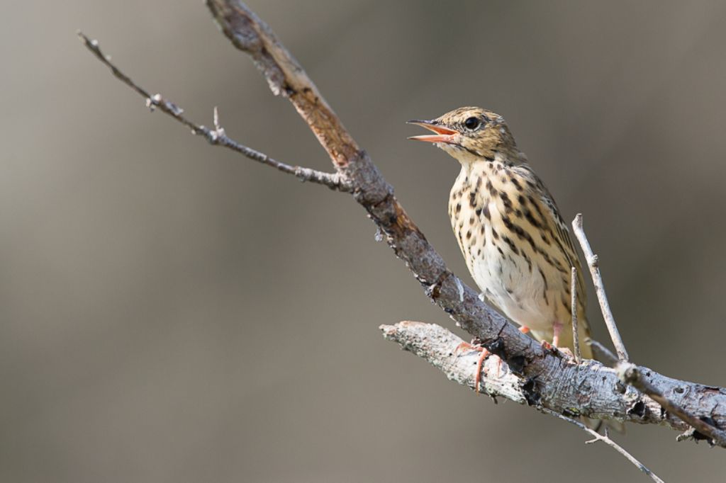 Pispola o Prispolone ?   Prispolone (Anthus trivialis)